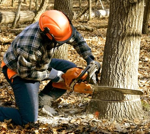 Tree Removal in Bancroft, WI